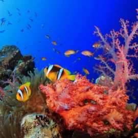 Подводный мир океана (41 фото)