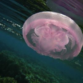 Медуза Аурелия в черном море (69 фото)