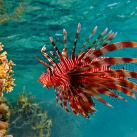 Рыба крылатка в Красном море (62 фото)