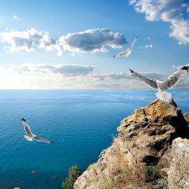 Чайки черного моря (93 фото)