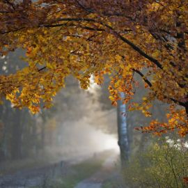 Осенний дождь (71 фото)