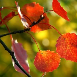 Листья осины осенью (61 фото)