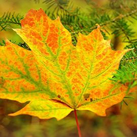 Осенний кленовый лист (64 фото)