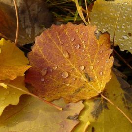 Листья тополя осенью (62 фото)