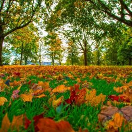 Осенний листопад (76 фото)