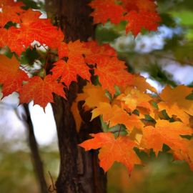 Листья клена осенью (91 фото)