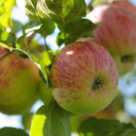 Яблоко осеннее полосатое (83 фото)