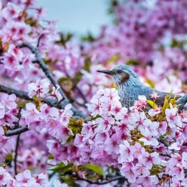 Весна птички (65 фото)