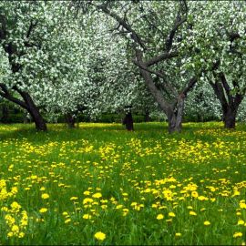 Природа Весна май (89 фото)
