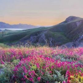 Весенние цветы Крыма (94 фото)