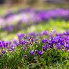 Фиолетовые весенние цветы (86 фото)