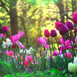Весенние цветы тюльпаны (90 фото)