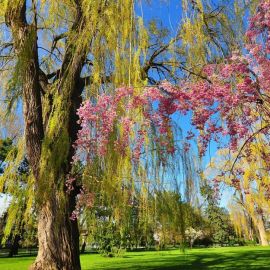 Деревья весной (58 фото)