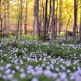 Природа России Весна (53 фото)