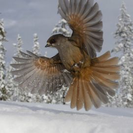 Зимние птицы Сибири (145 фото)