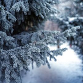 Елочка зимой (72 фото)