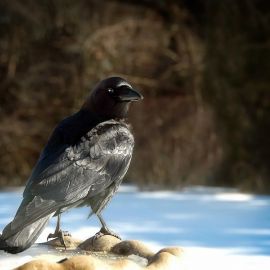 Птицы зимой ворона (45 фото)