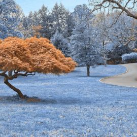 Деревья зимой (37 фото)