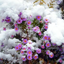 Зимние цветы уличные (45 фото)