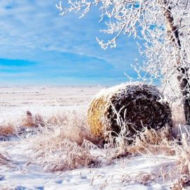 Зима поле (54 фото)
