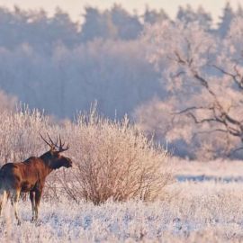 Охота зимой (41 фото)