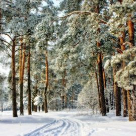 Сосновый Бор зимой (34 фото)