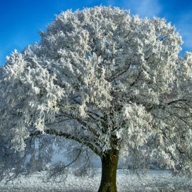 Дуб зимой (33 фото)
