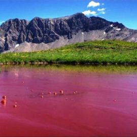 Розовое озеро на Алтае (78 фото)