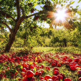 Яблочный сад (35 фото)