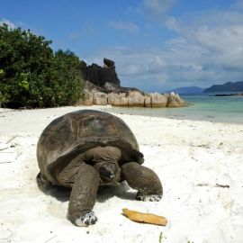 Сейшельские острова черепахи (67 фото)
