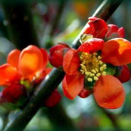 Айва ягода (55 фото)