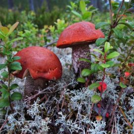 Съедобные грибы Карелии (57 фото)