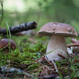 Финский белый гриб (59 фото)