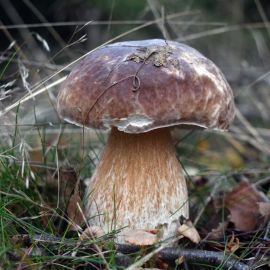 Канадский белый гриб (58 фото)