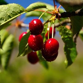 Ветка вишни с ягодами (58 фото)