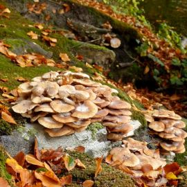 Позднеосенние грибы (54 фото)