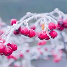 Снежная ягода (51 фото)