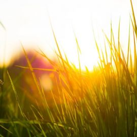 Трава и солнце (52 фото)