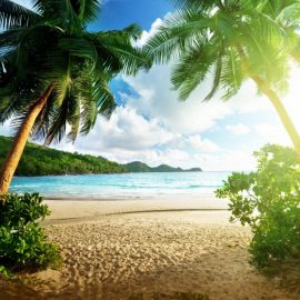 Море пляж пальмы солнце (59 фото)