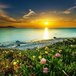 Море солнце цветы (53 фото)