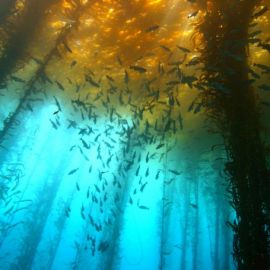 Саргассово море водоросли (56 фото)