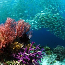 Растительный мир Тихого океана (57 фото)