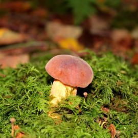 Съедобные грибы осенью (56 фото)