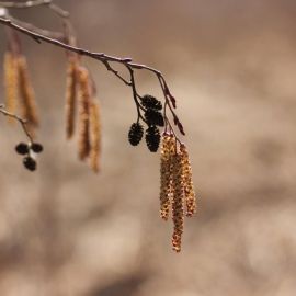 Сережки ольхи осенью (58 фото)