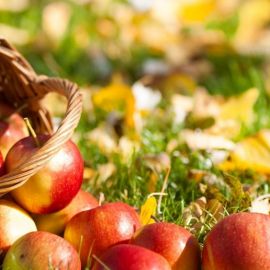 Осень яблоки (55 фото)