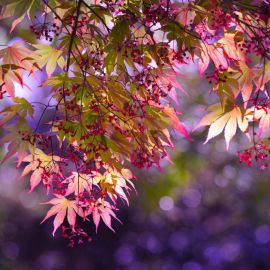Листья деревьев осенью (56 фото)