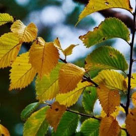 Листья ольхи осенью (49 фото)