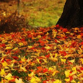 Ковер из осенних листьев (51 фото)