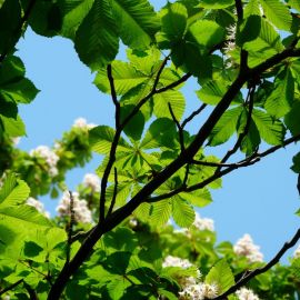 Каштан дерево весной (42 фото)