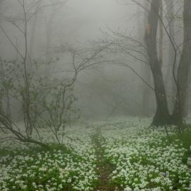 Весенний туман (35 фото)